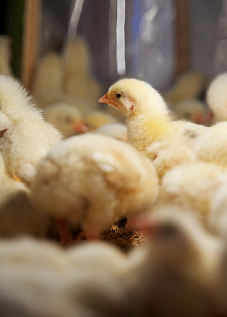 POULTRY FARMING