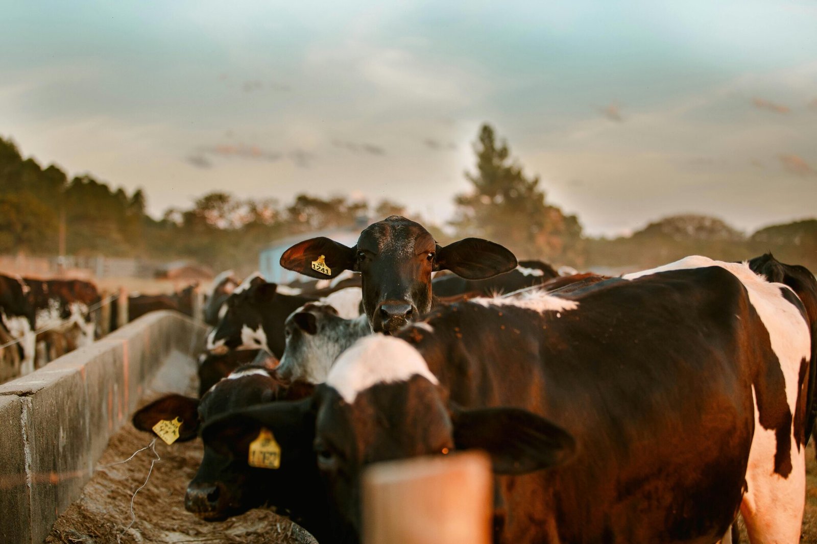 DAIRY FARMING